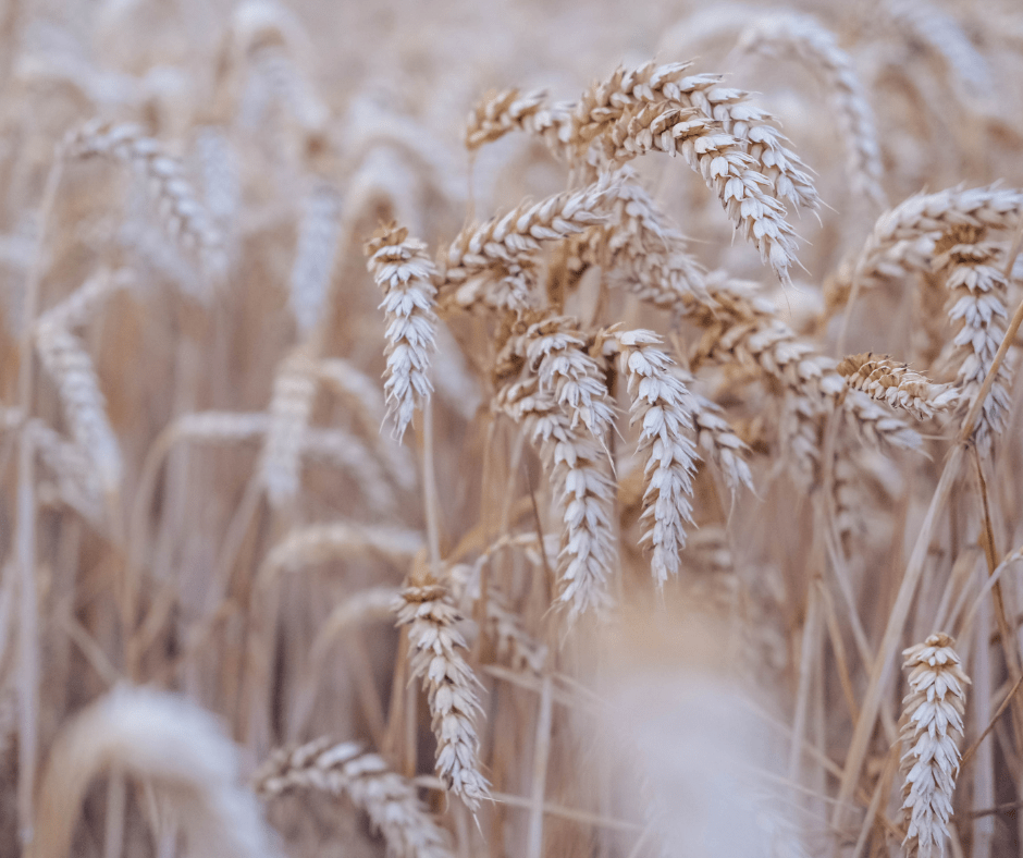 What Going Gluten-Free Taught Me About Spiritual&nbsp;Appetite